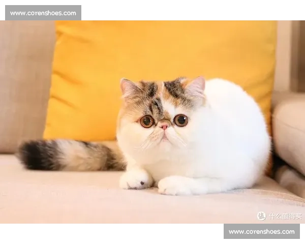 比赛级加菲猫惊艳亮相，萌态与实力兼具引发全场关注