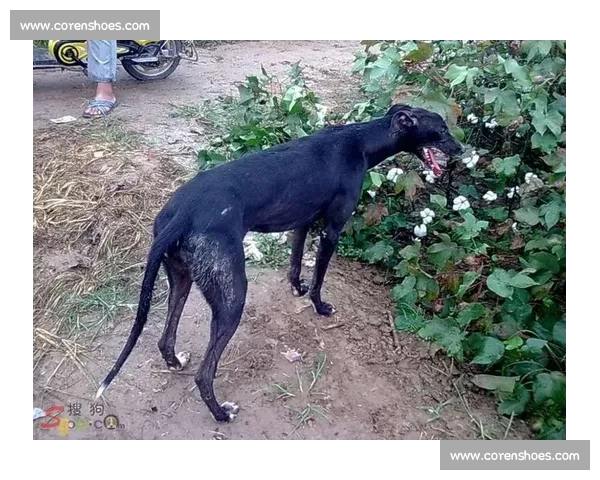 细犬赛场精彩瞬间揭秘及参赛犬种表现全记录