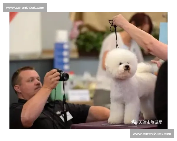 纯种狗大赛盛况揭秘 各种名犬激烈角逐 展现卓越血统与风采 纯种狗大赛盛况揭秘 各种名犬激烈角逐 展现卓越血统与风采